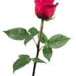 En enkelt rose med indpakning